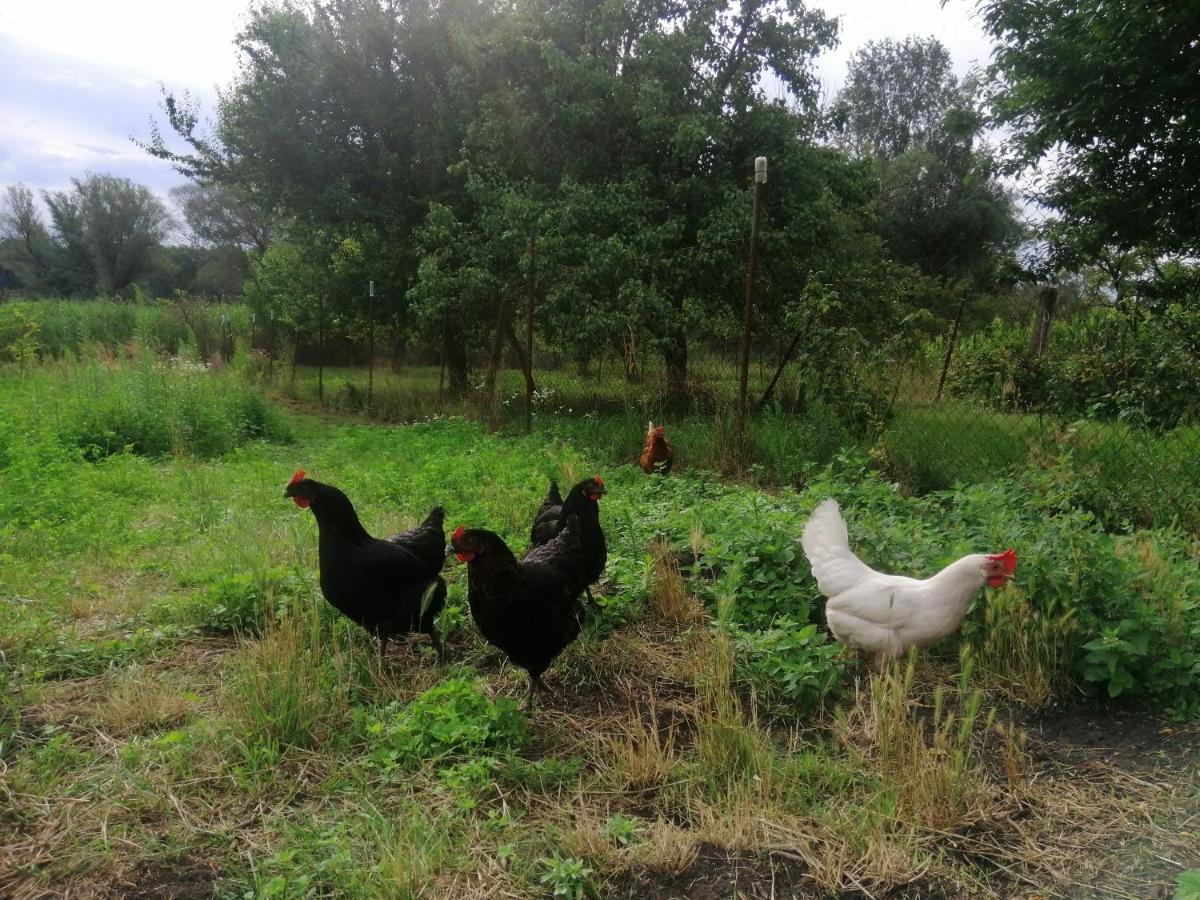 Appartamento Nakonci Vacenovice Esterno foto